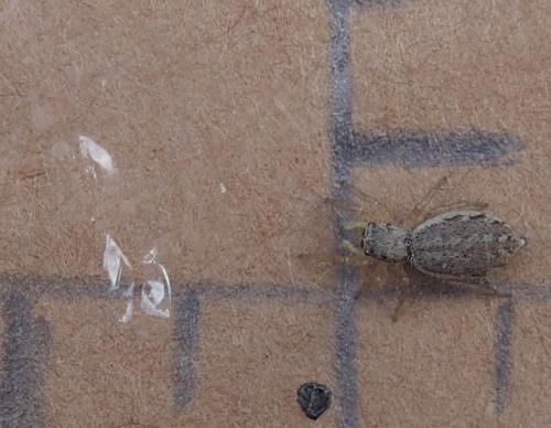 Pseudicius sp.